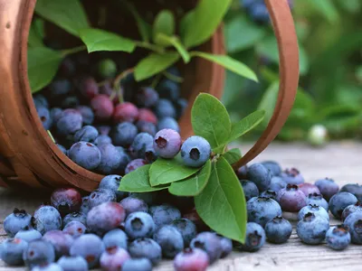 10 Non-Muffin Ways to Enjoy Blueberries