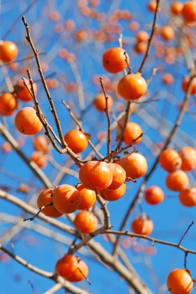 Persimmon Soup