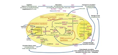 Homocysteine, the Big Picture