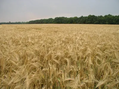 Wheat Belly Indeed!